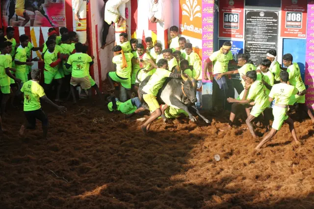 அலங்காநல்லூர் ஜல்லிக்கட்டு