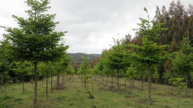 智利新种植的松树林