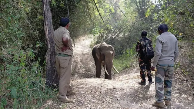 காட்டு யானை