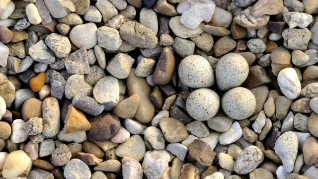 Гнездо малого зуйка (Charadrius dubius)