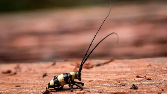 Un escarabajo