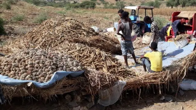 እኽሊ ኣብ ዓውዲ ከባቢ ከረን