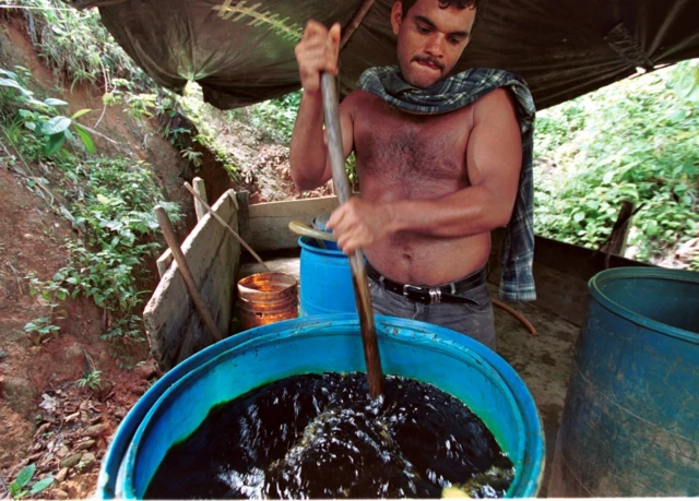 Cultivocbet cupomcoca na Colômbia