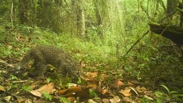 被摄影机捕捉到的南美林猫。