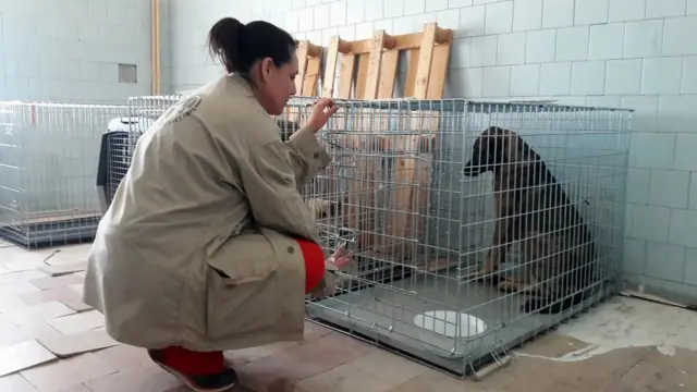 Волонтерка з собакою в клітці