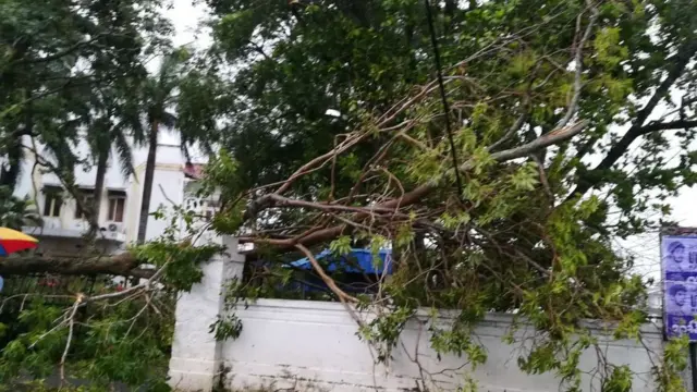 வீழ்ந்துள்ள மரங்கள்