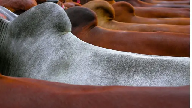 গরুর পিঠের ছবি