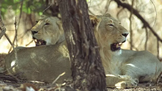 ગીરના જંગલમાં આરામ કરતા સિંહ