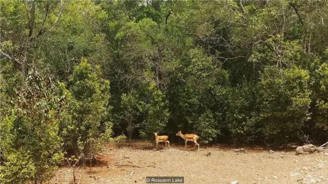 有人告訴萊克，她會在此次古巴動物之旅中看到成群結隊的羚羊。