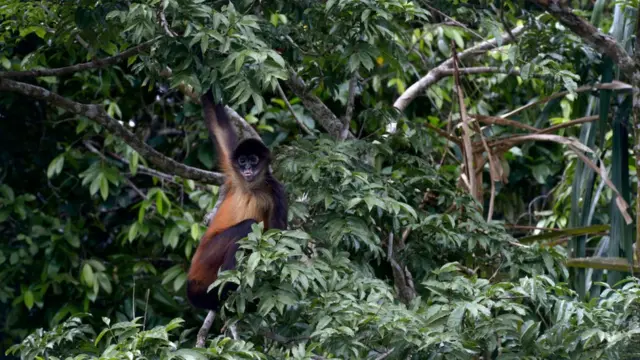 Macaco-aranha-de-Geoffroy