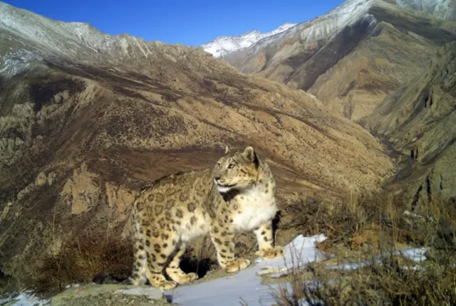 हिउँचितुवा