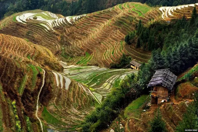 Longji Rice Terraces, china, International Garden Photographer of the Year