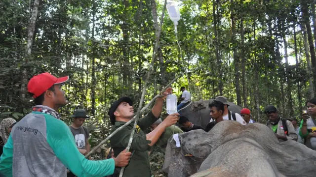 Gajah