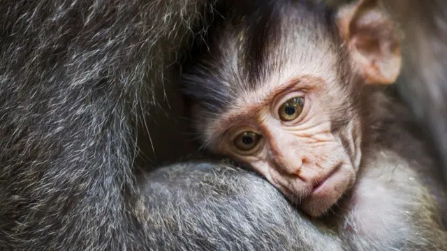 حقائق مدهشة عن شعور الحيوانات بالحزن لفقدان أقرانها