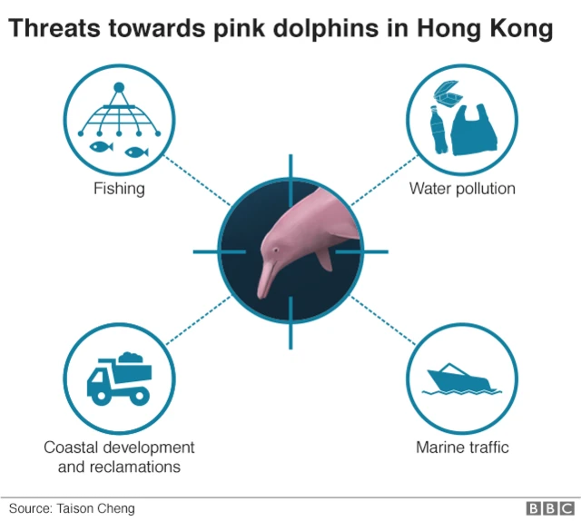 An infographic showing the threats pink dolphins face