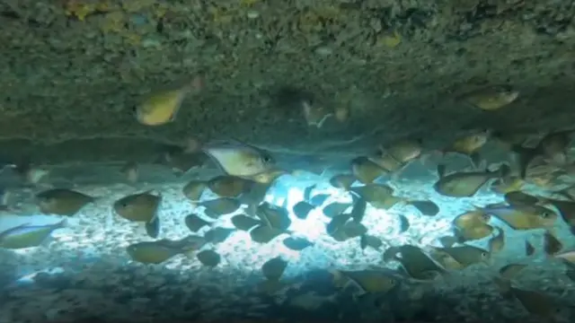 මුහුද යට ලෝකය