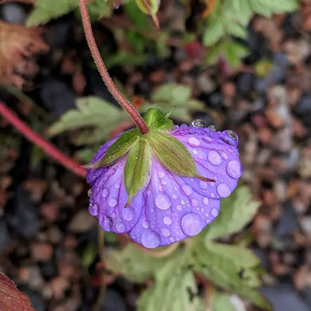 Gotas de lluvia