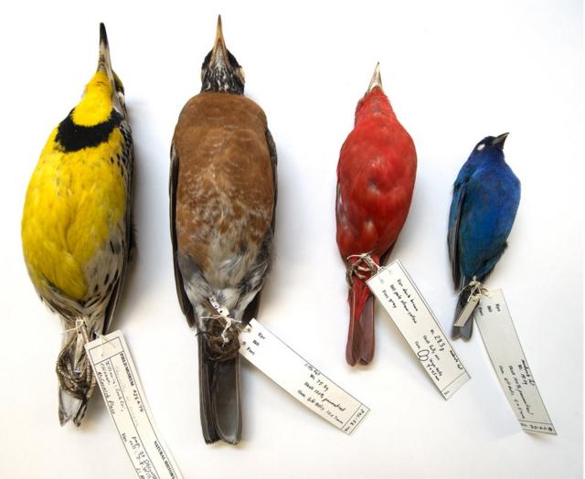 Исследователи изучили 52 вида птиц