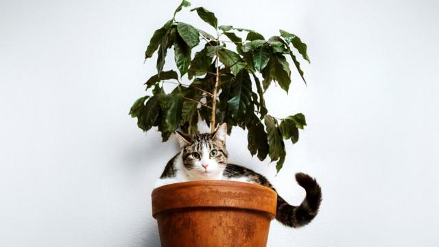 Кошка в цветочном горшке