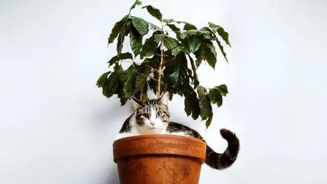 Кошка в цветочном горшке