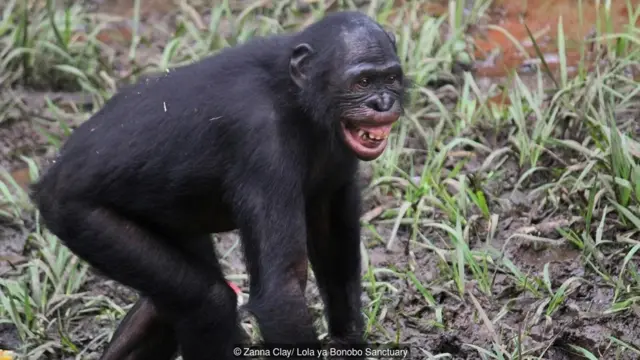 चिम्पैंजी