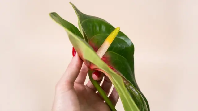 Unas manos de mujer sosteniendo una flor