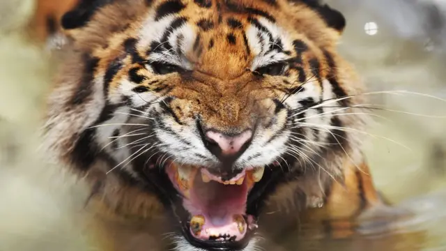 ২০১৫ সালের গণনায় দেখা যায় বাংলাদেশের সুন্দরবনে মাত্র ১০৬টি বাঘ রয়েছে