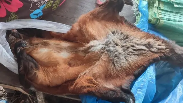 A giant flying squirrel being sold in the market of Khammoune province of Lao PDR Iin July