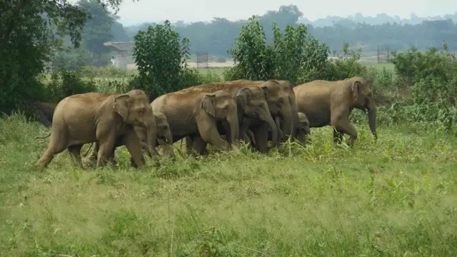 हाथी, झारखंड