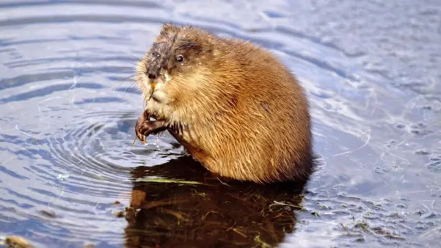 كيف نجحت هذه المدن في القضاء تماما على الفئران؟