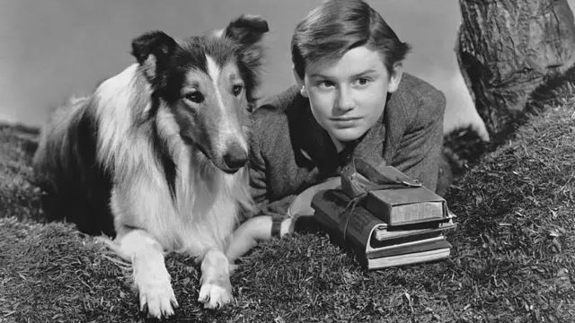 Лессі у фільмі