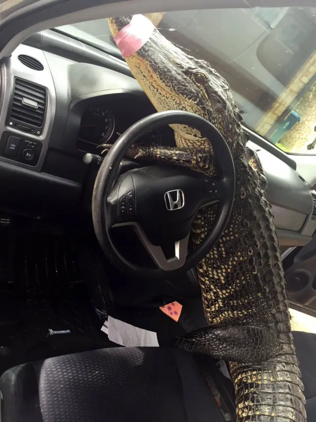 Аллигатор Бастер в машине Кристи