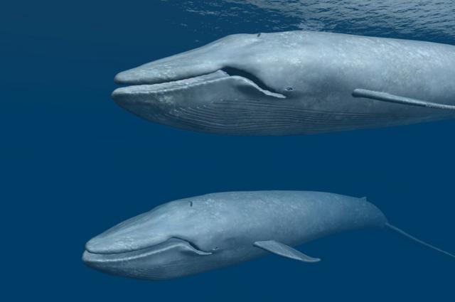 Dos ballenas azules