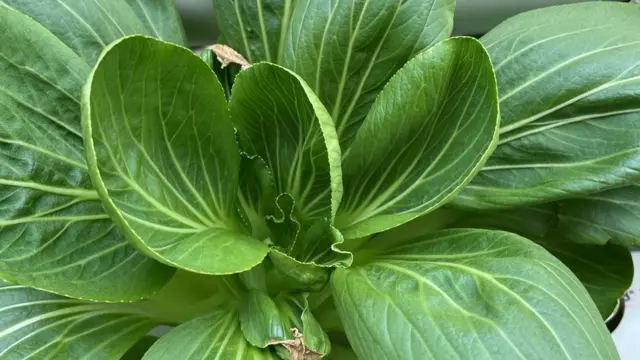 MB Farm, hidroponik, Masjid Baitussalam, Tamansari, Jakarta Barat