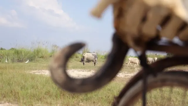 हड्डियां