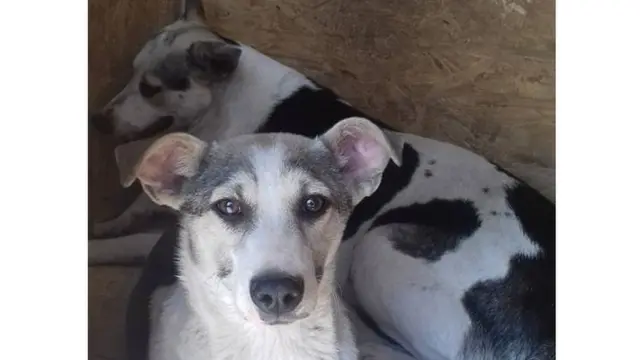 Собака з "Центру захисту тварин"