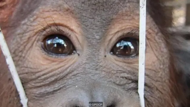 Orangutan