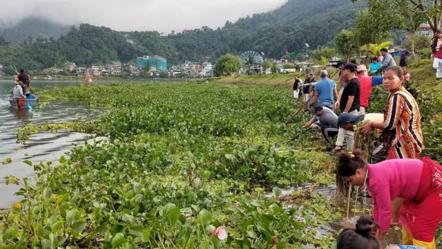 फेवाताल