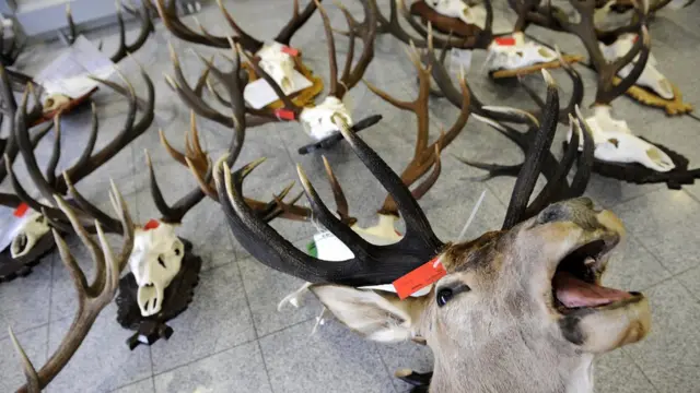 በአደን የተገደሉ የዱር እንስሳት