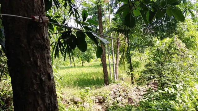 विद्युतीय धराप