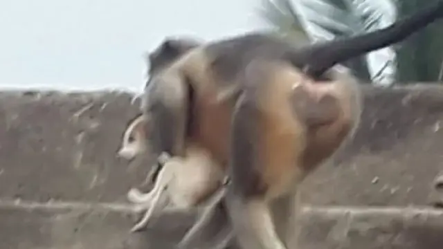 కుక్కపిల్లను ఎత్తుకెళుతున్న కోతి