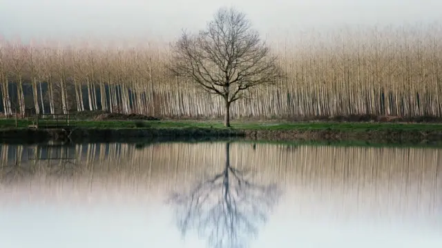 Reflejo