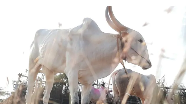 हरण्या बैल