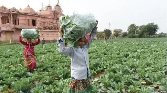 వ్యవసాయం