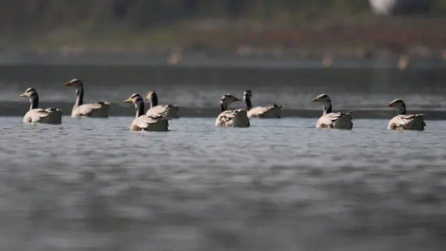 जलपक्षी