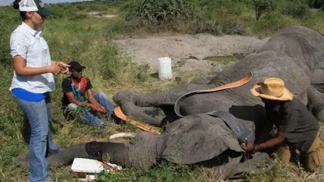 слону надевают ошейник