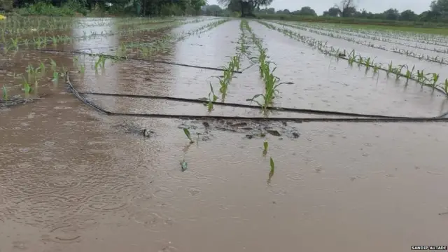 पावसातली पिकं