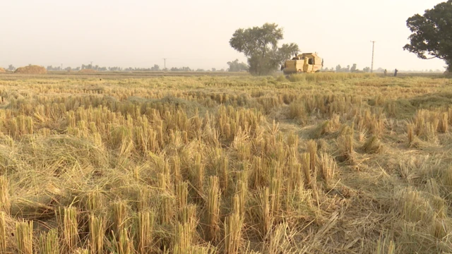 گوجرانوالہ، سموگ، پنجاب، چاول، خواتین