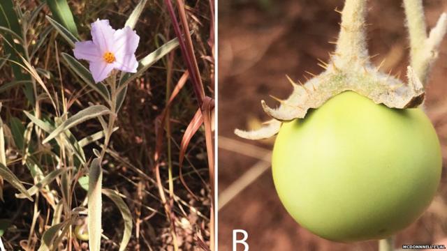 Flor y tomate de Solanum plastisexum