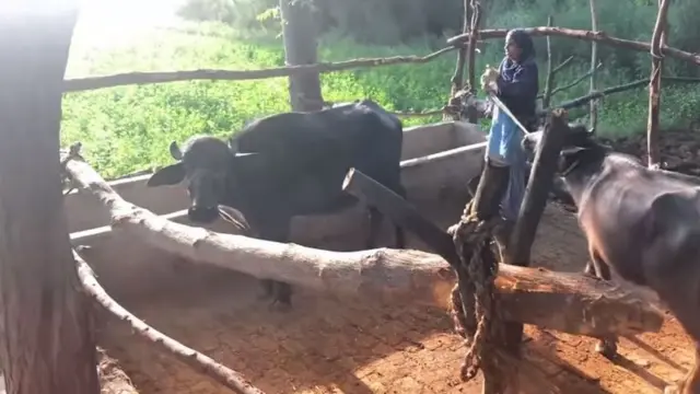 ਡੇਅਰੀ ਫਾਰਮਿੰਗ 'ਤੇ ਕੋਰੋਨਾਵਾਇਰਸ ਦਾ ਅਸਰ